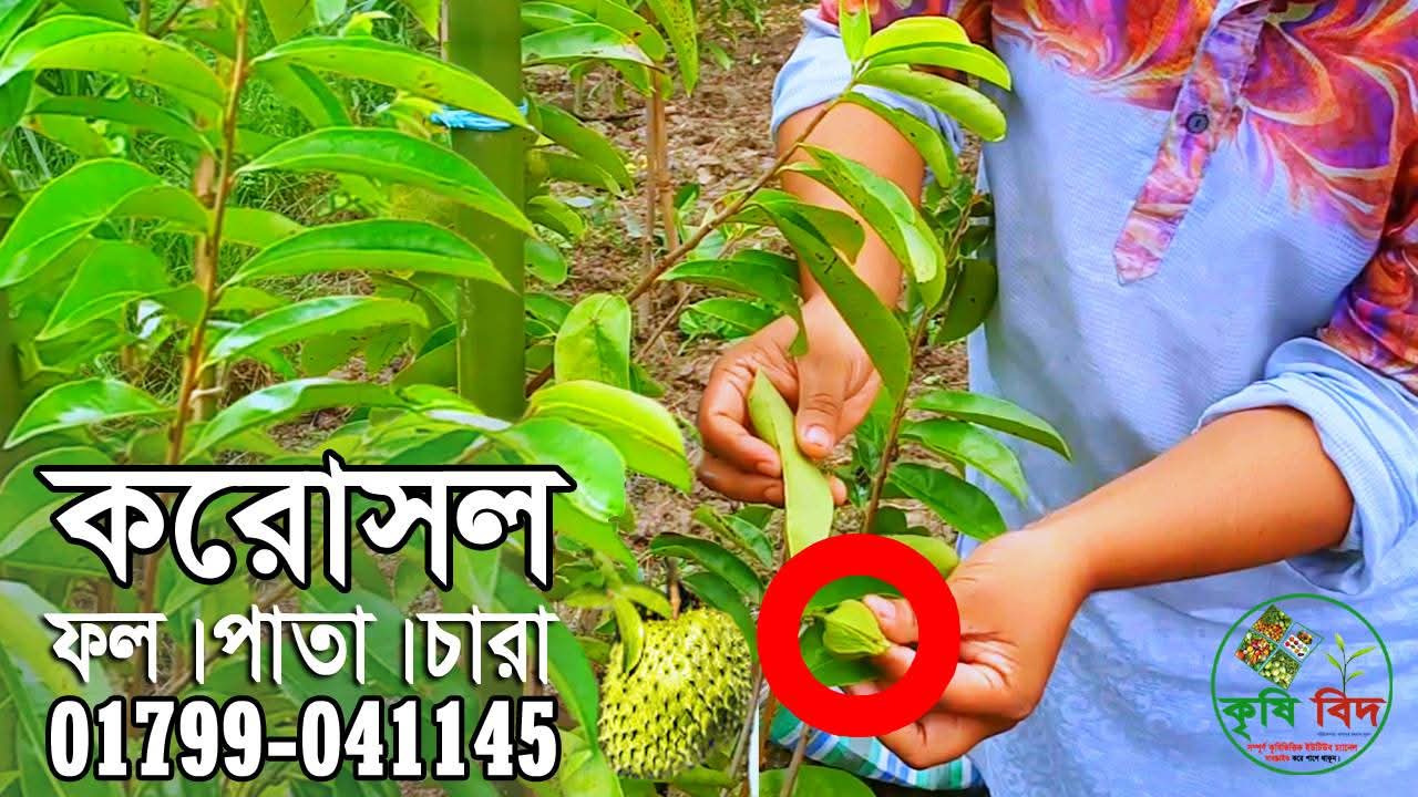করোসল পাতা (Corossol Leaf )
