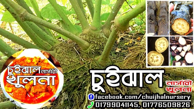চুইঝাল চারা