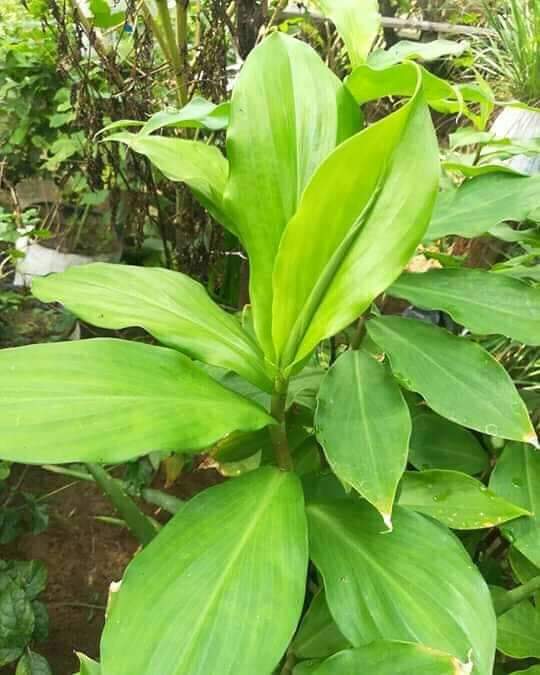 ইনসুলিন প্ল্যান্ট