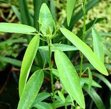 তুরুক চন্ডাল (Codariocalyx Motorius)